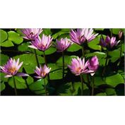 Du-All Coated Bond InkJet 8mil Photographic Paper 36" X 100' (SALE!) Satin Finish Du-All Coated Bond InkJet 8mil Photographic Paper 36" X 100' (SALE!) Satin Finish